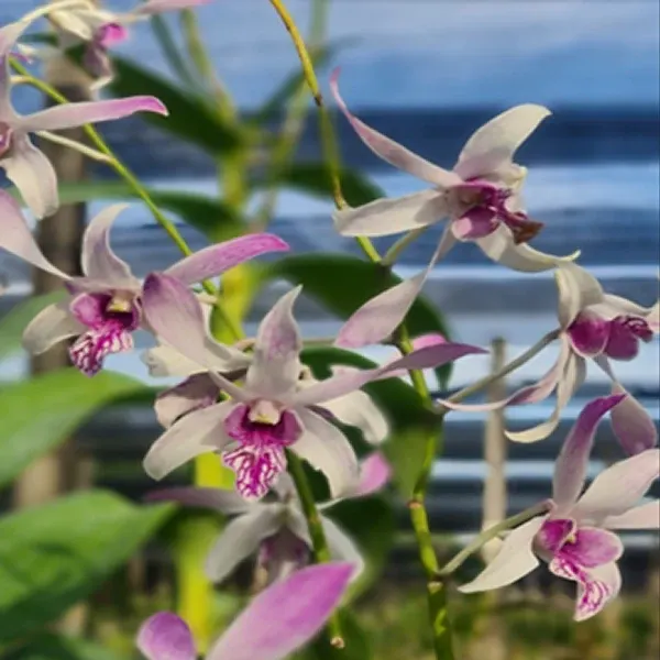Dendrobium Warawan (Dendrobium)