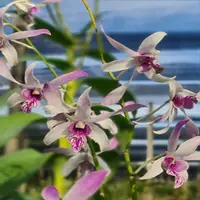 Dendrobium Orchid Plant Warawan - Seedling