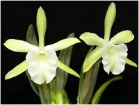 Rhyncholaelia glauca