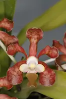 Vanda brunnea