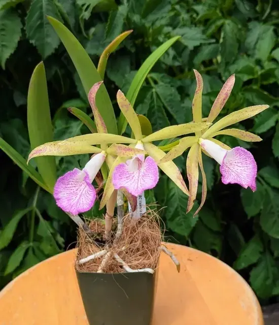 Brassocattleya Valencia Beauty (Brassocattleya)