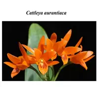 Cattleya aurantiaca