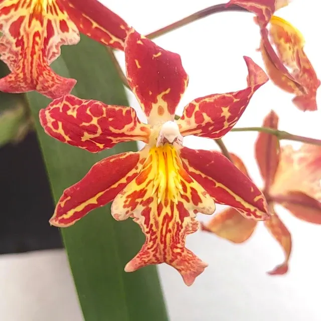 Burrageara Living Fire 'Glowing Embers'