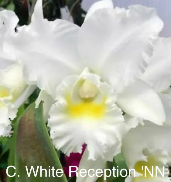 Cattleya White Reception 'NN' (Cattleya)