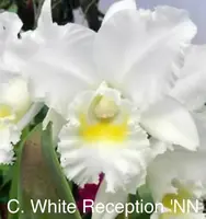 Previously Bloomed, Just Repotted, Cattleya White Reception 'NN' AM/ AOS, Shipping Included