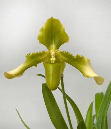 Paphiopedilum hirsutissimum var esquirolii fma album