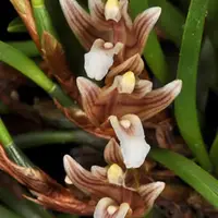 Rare Miniature Orchid Maxillaria uncata Species Rare Live PLant
