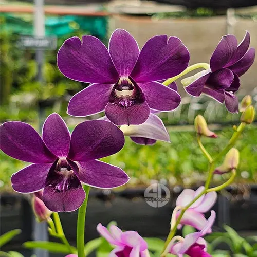 Dendrobium Trudy Brandt x Blue Angel