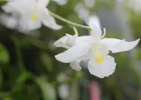 Pigeon Orchid (Dendrobium crumenatum)
