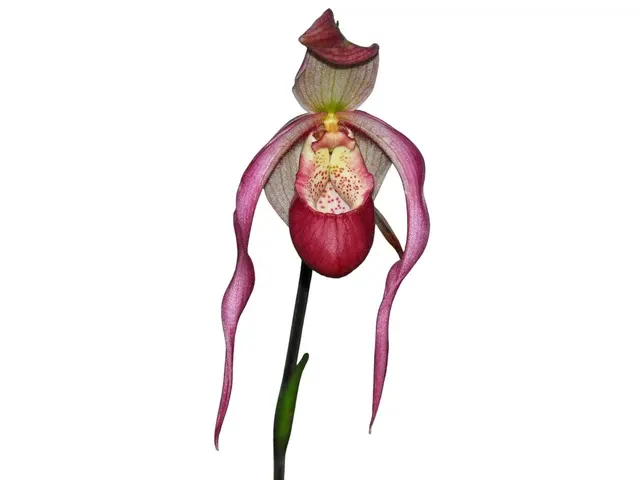 Phragmipedium Belle Hougue Point (Phragmipedium)