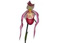 Phragmipedium Belle Hougue Point