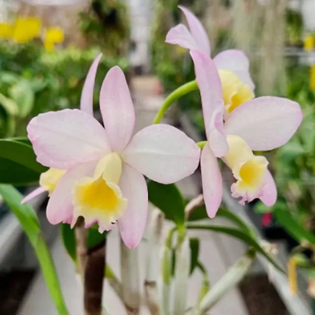 Cattlianthe Fairyland