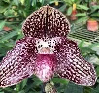 Paphiopedilum HUNG SHENG TABBY (Paphiopedilum)