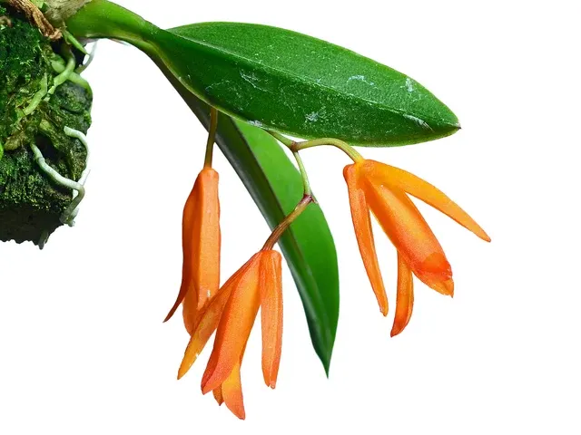 Comparettia portillae