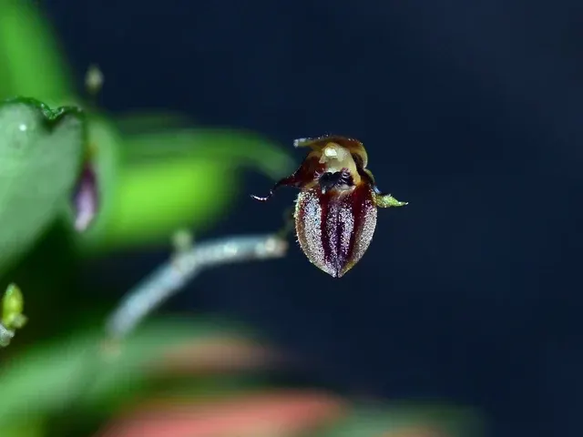 Pleurothallis barbulata