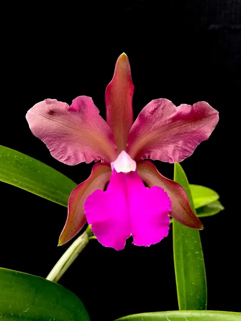 Cattleya Clarkiae (Cattleya)