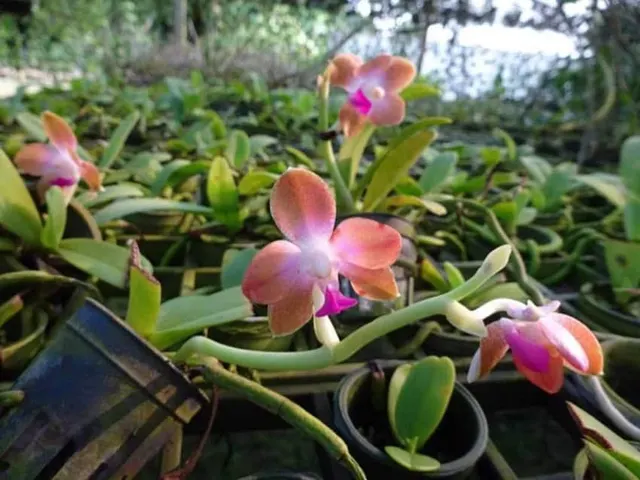Hygrochilus parishii var. marriottiana