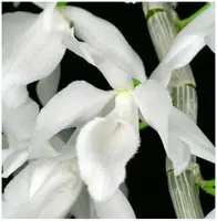 Dendrobium Nestor — var. pink 'Red Dragon'