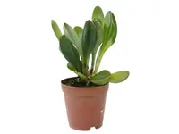 Masdevallia Goldstone