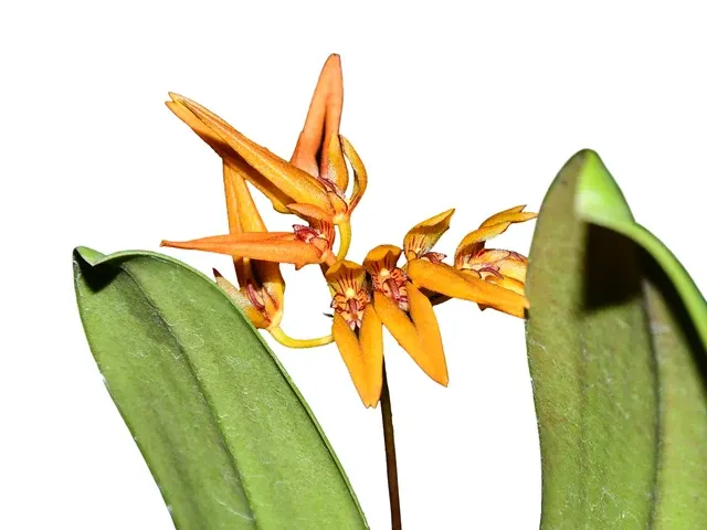 Bulbophyllum sprucei (Bulbophyllum)