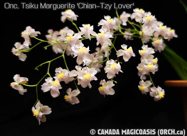 Oncidium Tsiku Marguerite 'Chian-Tzy Lover' (Oncidium)