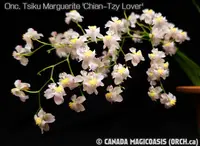 Onc. Tsiku Marguerite 'Chian-Tzy Lover'