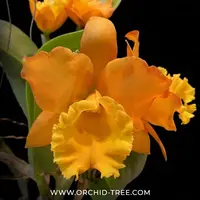 Cattleya Jupiter Orchid Plant - FF (Bud in Sheath)