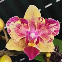 Phalaenopsis I Hsin Confetio '507' (peloric) 2.5"