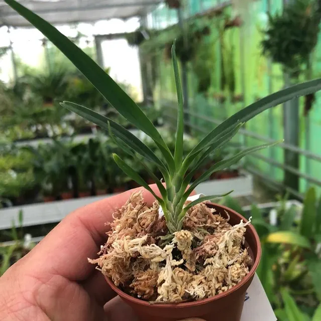 Angraecum viguieri