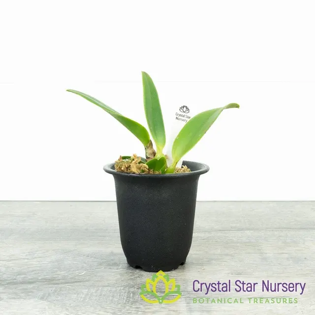 Rhyncholaeliocattleya Love Call X Rth Burana Beauty 'Grace' (Rhyncholaeliocattleya)