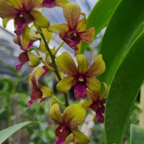 Dendrobium Thongchai Gold 'Pinwattana'