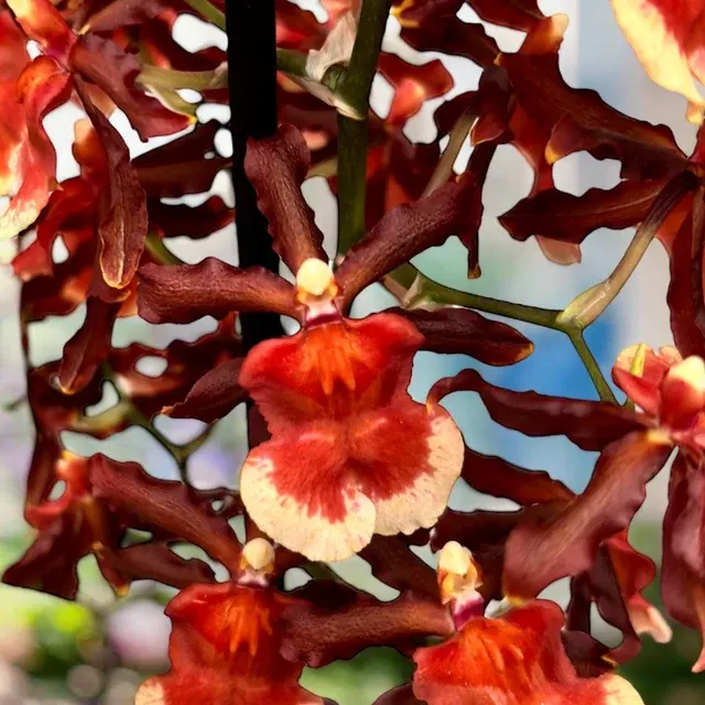 Colmanara Tamiya - Parfumata