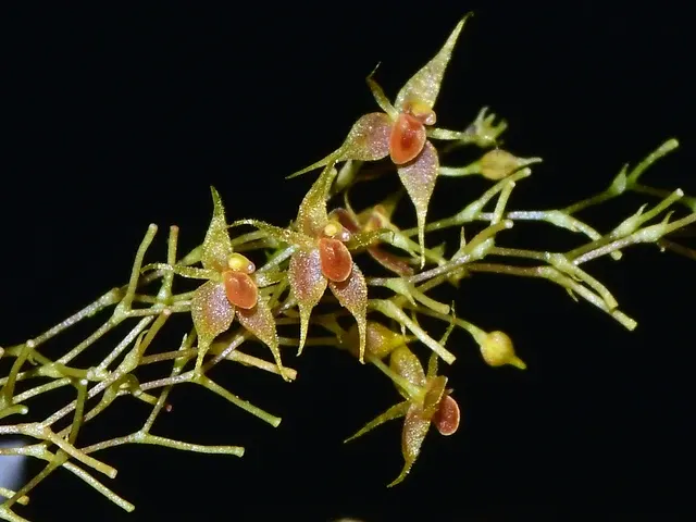 Platystele stevensonii (Platystele)