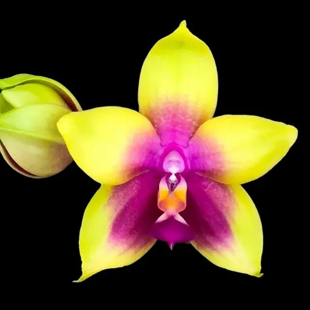 Phalaenopsis Miki Mok Choi Bear Queen Parfumat '774'