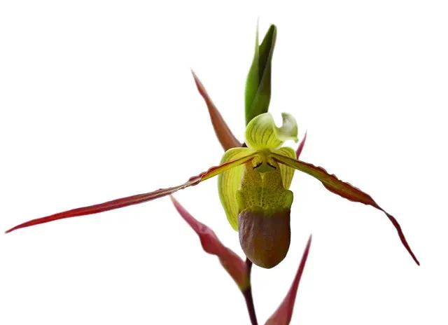 Phragmipedium Río Mira (Phragmipedium)