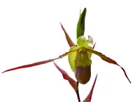 Phragmipedium Rio Mira