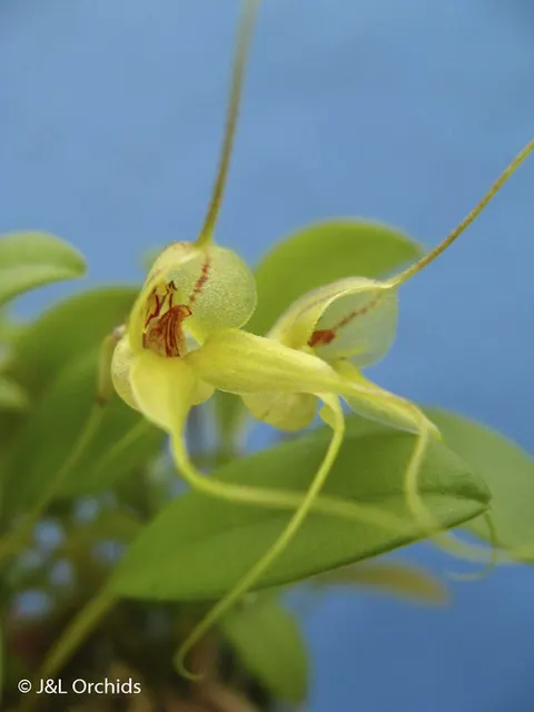 Masdevallia ventricosa (Masdevallia)