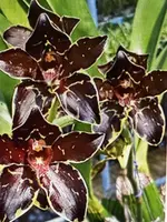 Orchid Plant Bulb - Small Rooted Bare Root - Propagation Ready - Phalaenopsis spp. - Hawaiian & Californian Grown