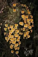 Dendrobium lindleyi