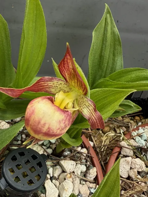Cypripedium Carol Llene (Cypripedium)