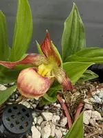 Cypripedium Carol llene