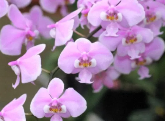 Phalaenopsis schilleriana (Phalaenopsis)