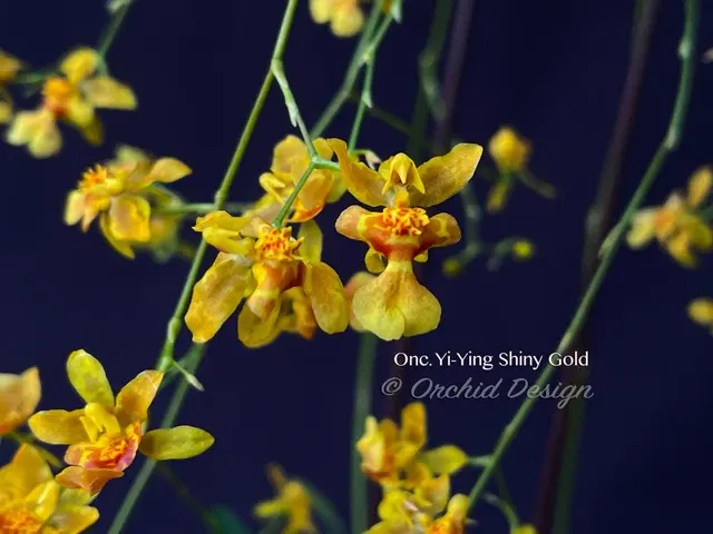 Oncidium Yi-Ying Shiny Gold