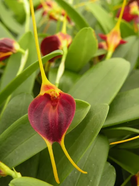 Masdevallia Pinot Noir (Masdevallia)