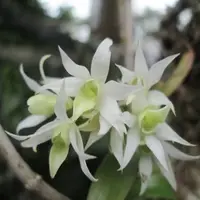 Dendrobium cuspidatum sp.