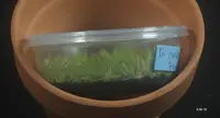 FLASK Psygmorchis pusilla