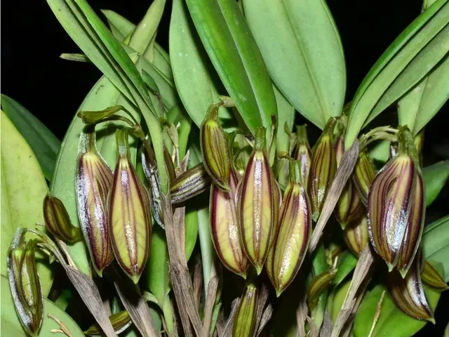Zootrophion oblongifolium (Zootrophion)