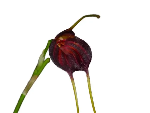 Masdevallia scitula (Masdevallia)