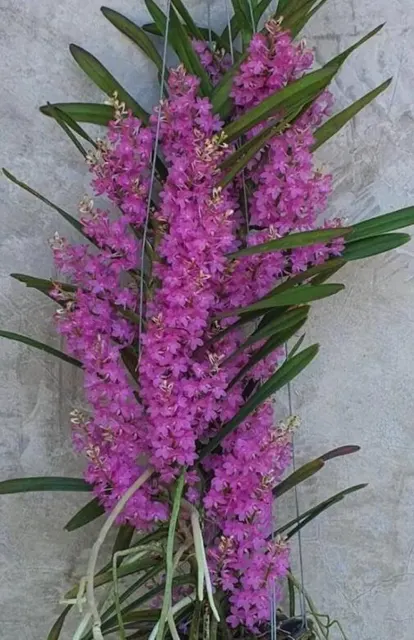 Vanda Motes Adorbs Blooming Size (Vanda)