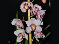 Cymbidium Ingrid de Portilla (medium)